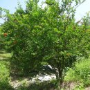 화산장어 이미지