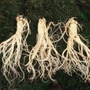 금산인삼 이미지