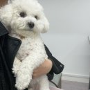 하군이네 동물병원 | 광주 상무지구 [필동물병원] 에서 말썽부리던 강아지유치 빼고 온 후기🦷🐶