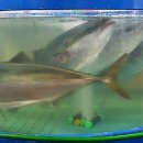 뉴해모수 이미지