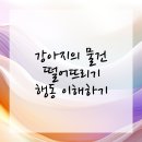 24시 로운동물의료센터 | 양천구동물병원 털뭉치의 사소한 행동 심층분석!