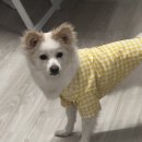 안녕강아지야 이미지