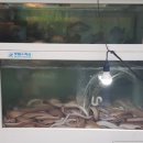 팔봉산곰장어