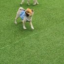 웰컴댕댕 이미지