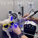 분당 피엘 동물피부클리닉 | 성남 수내동 동물병원 분당 피엘 동물피부클리닉 위치 오는길 후기