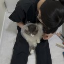 고양이 미용실 안냥 이미지