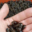 어부네농장 이미지