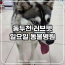 러브펫 동물병원 | 동두천 동물병원 추천 러브펫 일요일 방문도 가능해요