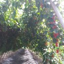 장생사슴농장 이미지