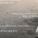 네모강아지 이미지