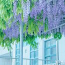 서울창림초등학교 | 서울 사진찍기 좋은곳 도봉구 창림초 등나무 사진 명소 추천