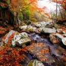 송이산장펜션 이미지