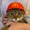 댕냥이 이미지