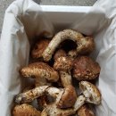 참새골농산