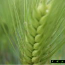 옛날보리집 이미지