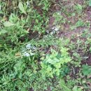 춘원농장 이미지