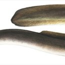 장어명가청산 광주점 이미지