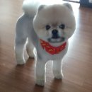 너구리 이미지