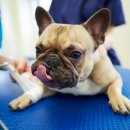 가능동물병원 이미지