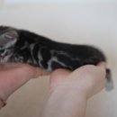 소유뱅갈캐터리 이미지