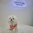 토비네 살롱 이미지