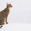 삼마네개냥이 이미지