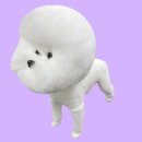 댕댕미용 이미지