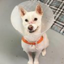 황제 동물병원 이미지