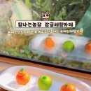 탐나는농장감귤체험카페