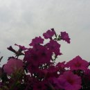 꽃;마음담다 이미지