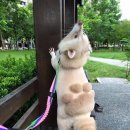 라쿤PC방 이미지