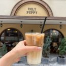 퍼피라떼 이미지