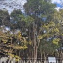 제주 도순리 녹나무 자생지 이미지