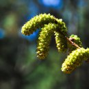 오리나무로 이미지