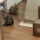 11545-06-25-01 | 코숏 남매 아깽이들 분양 후기 (25/06/01-07) -`♥´-