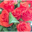 동림꽃농원 이미지