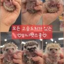 미니펫스쿨