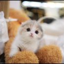 꿈꾸는고양이 이미지