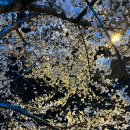 벚꽃약국 이미지