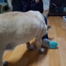 이쁘개 해봄 네이버블로그