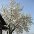 동부꽃농원 이미지