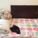 라일락민박 이미지