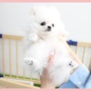 에르멍스 이미지