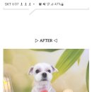 부산 강아지 24시 애견미용호텔유치원 도그드림(서면점) 이미지