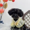 단비네 애견미용 이미지