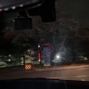 코리아골프빌리지 대우그린카운티 | 기흥 골드cc 벚꽃 드라이브 코스