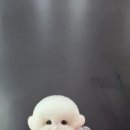 시루 반려견 미용 이미지