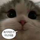 머꼬또머꼬