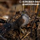 새매 034 Eurasian Sparrowhawk 이미지