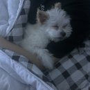 1164 | 침대 하이브리드테크 레드 라지킹 &amp; BMA1164 호텔식 프레임 견적, 사이즈, 구매 후기 (w.롯데 웨딩 멤버스)